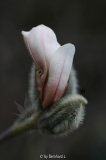 Magnolia stellata