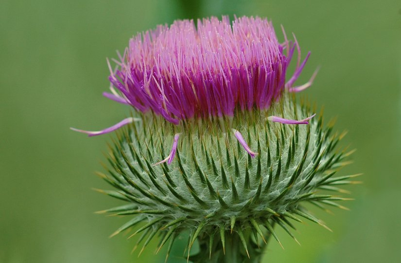 Distel
