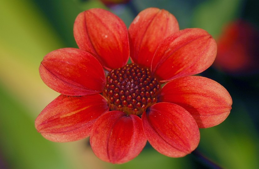 Dahlia