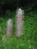 Knotiges Lieschgras (Phleum bodosum)
