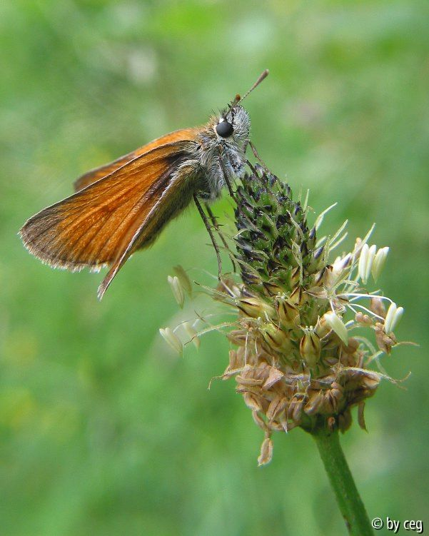 Braunkolbiger Braundickkopffalter (Thymelicus sylvestris)