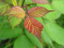 Junges Wald-Brombeerblatt