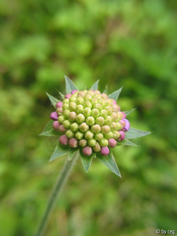 Knospe der Wald-Witwenblume (Knautia silvatica)
