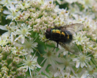 Kaisergoldfliege (Lucilia caesar)
