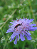 Kleiner Bockkäfer auf einer Wald-Witwenblume (Knautia silvatica)