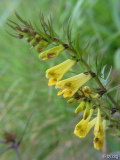 Wiesen-Wachtelweizen (Melampyrum pratense)
