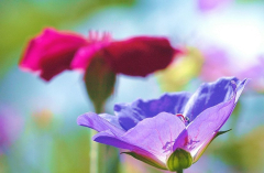 Geranium Nimbus 2
