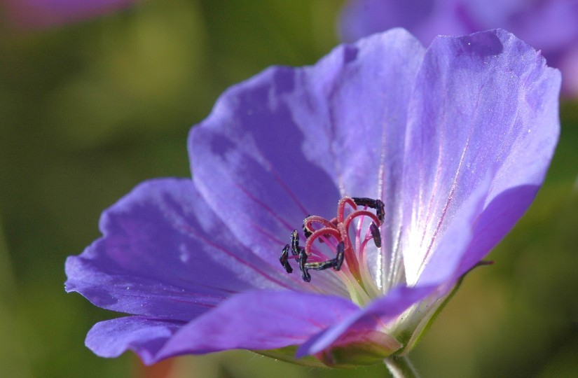 Geranium Nimbus 3
