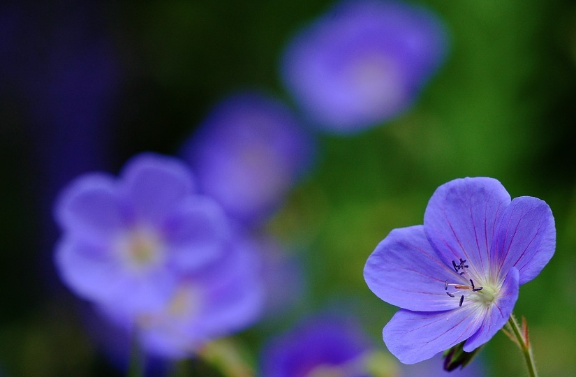 Geranium Chaudfontaine 1