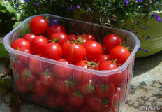 2007_07_07_001gartenperle.jpg
