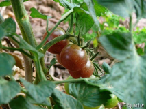 2007_07_06blackcherry056.jpg