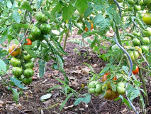 2007_07_06turkishstriped_und_reisetomate