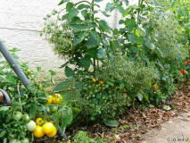 2007_07_06yellowtaxi_ildy_wintertomate04