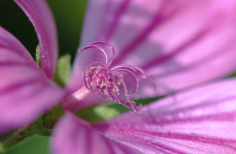 Malva