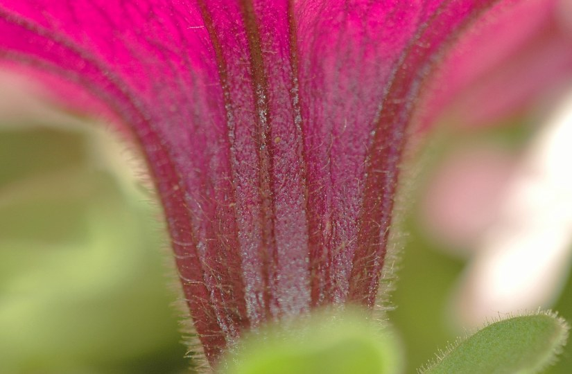Petunia