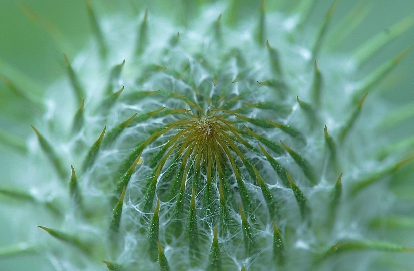 Distel 4