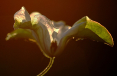 Clematis 1