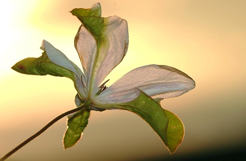 Clematis 2