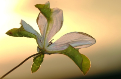 Clematis 2