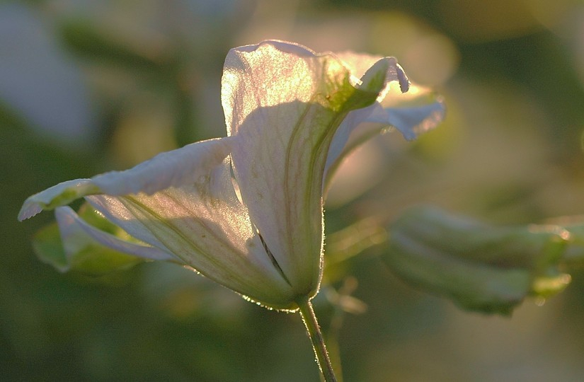 Clematis 3