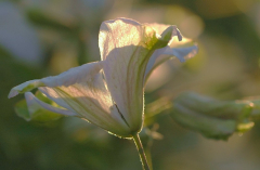 Clematis 3