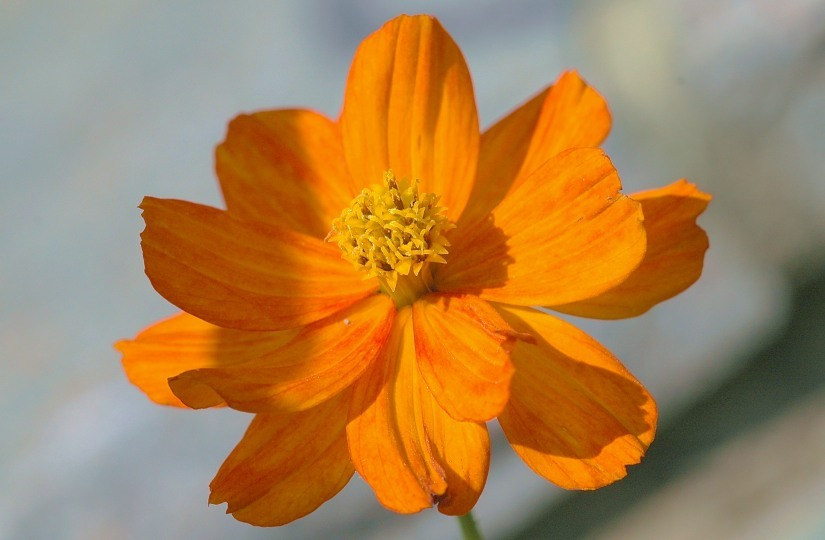 Tagetes