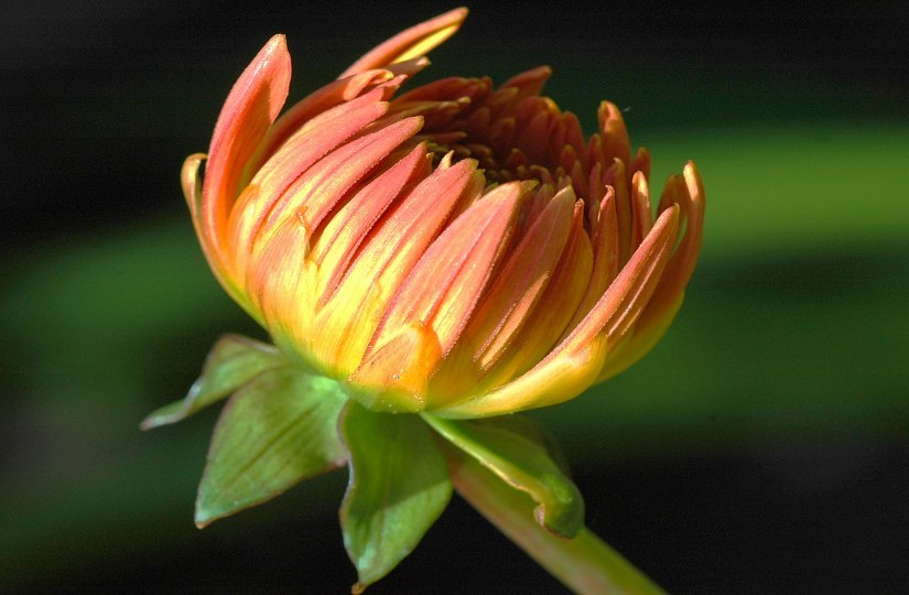 Dahlia x 1