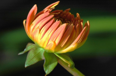 Dahlia x 1
