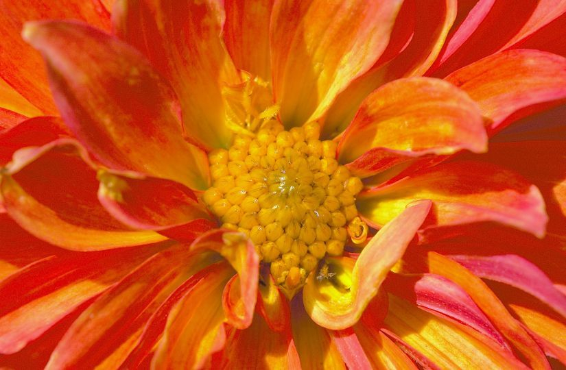 Dahlia x 2