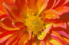 Dahlia x 2