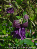aquilegia_49_kl.jpg