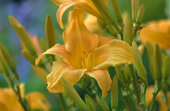 Hemerocallis