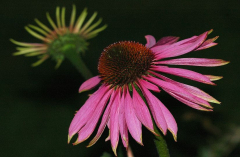 Echinacea