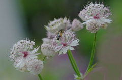 Astrantia