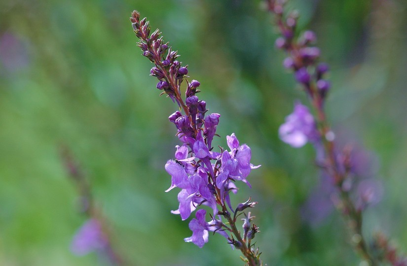 Linaria