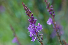 Linaria