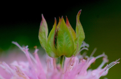 Monardia 1