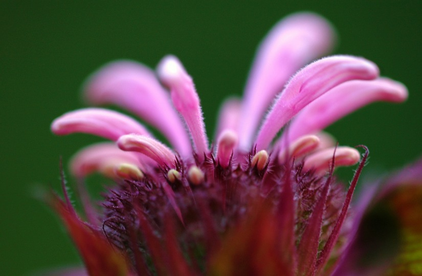 Monardia 2