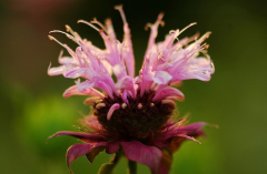 Monardia 3