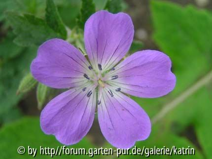 Geranium sylvaticum