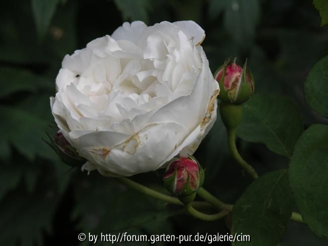 Bild502_R.JPG