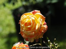 Bild 401_W.JPG