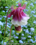 aquilegia_43_kl.jpg