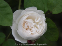bild491_R