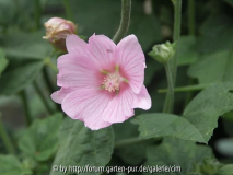 Thüringer Strauchpappel - Laverta thuringiaca