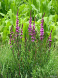 Blutweiderich (Lythrum salicaria)