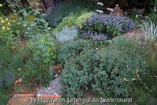 graue Pflanzen von oben