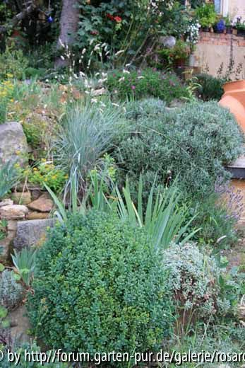 Lavendel und Gräser