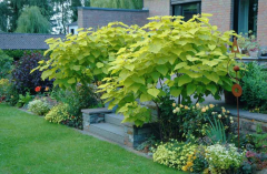 Garteneinsichten Juli 2007 10