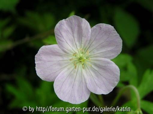 Geranium maculatum